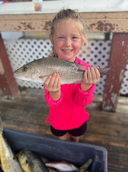 Mangrove Snapper fishing in Key West, Florida