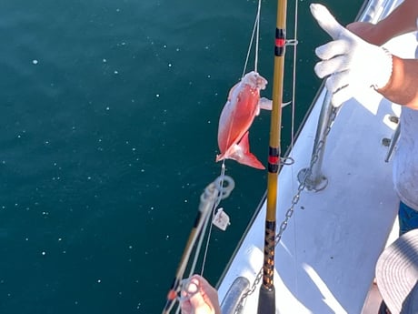 Red Snapper Fishing in Orange Beach, Alabama