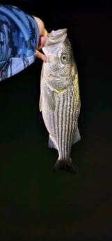 Fishing in Stone Harbor, New Jersey