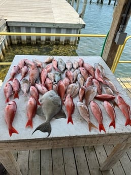 Scup, Triggerfish, Vermillion Snapper Fishing in Pensacola, Florida