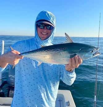 Little Tunny / False Albacore Fishing in Beaufort, North Carolina