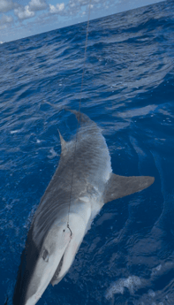 Fishing in Fort Lauderdale, Florida