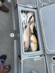 Redfish Fishing in Boothville-Venice, Louisiana, USA