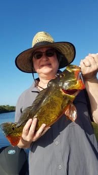 Peacock Bass Fishing in Fort Lauderdale, Florida