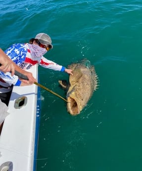 Cobia fishing in Key West, Florida