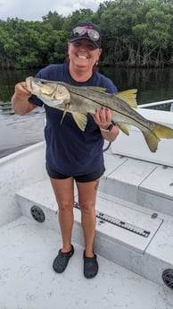 Snook Fishing in St. Petersburg, Florida