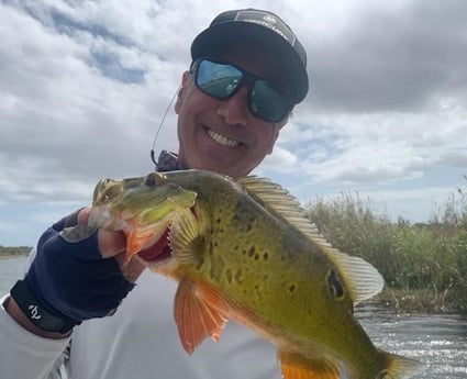 Peacock Bass Fishing in Palmetto Bay, Florida