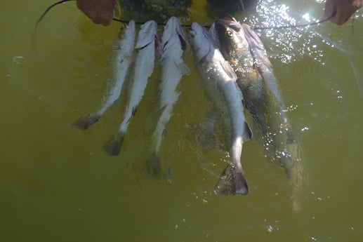 Speckled Trout / Spotted Seatrout fishing in Corpus Christi, Texas