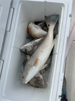 Fishing in Bolivar Peninsula, Texas