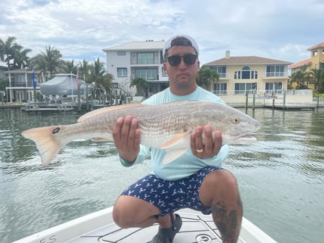 Redfish fishing in Clearwater, Florida