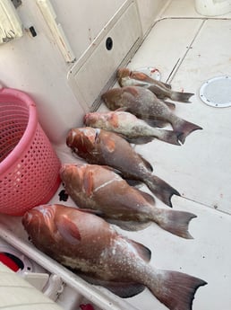 Red Grouper Fishing in Clearwater, Florida