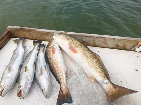 Redfish, Speckled Trout / Spotted Seatrout fishing in Corpus Christi, Texas