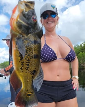 Peacock Bass fishing in Fort Lauderdale, Florida