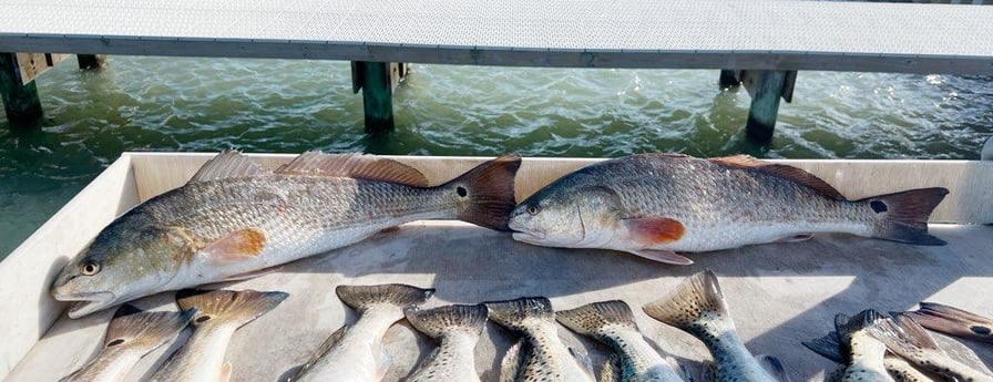 Redfish, Speckled Trout / Spotted Seatrout Fishing in Corpus Christi, Texas