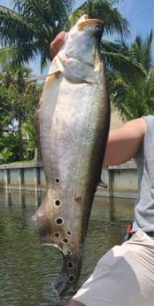 Clown Knifefish fishing in Delray Beach, Florida