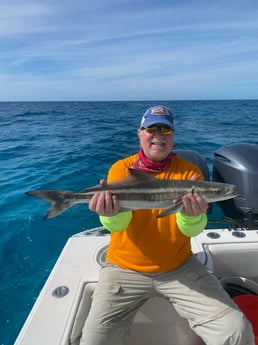 Cobia Fishing in Key West, Florida