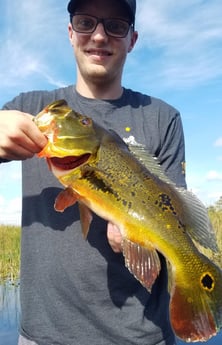 Peacock Bass fishing in Fort Lauderdale, Florida