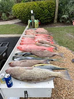 Gag Grouper, Mahi Mahi / Dorado, Red Grouper, Red Snapper fishing in Sarasota, Florida