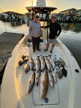 Sheepshead, Speckled Trout / Spotted Seatrout fishing in Venice, Louisiana