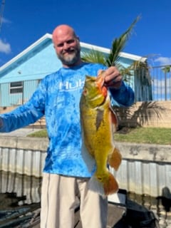 Peacock Bass fishing in Fort Lauderdale, Florida