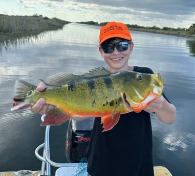 Peacock Bass Fishing in Miami, Florida