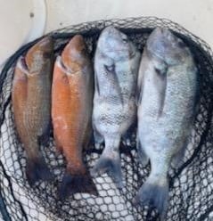 Mangrove Snapper, Sheepshead Fishing in Sarasota, Florida