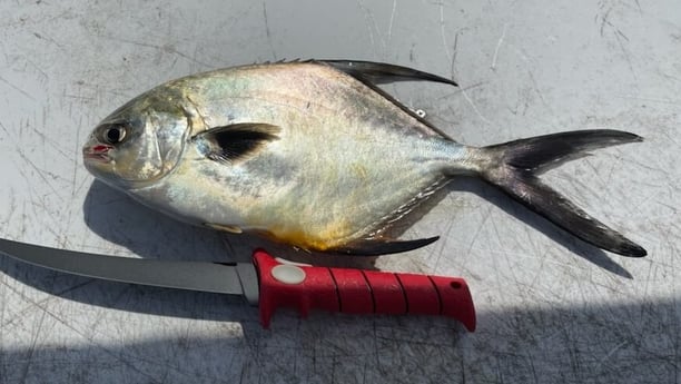 Florida Pompano fishing in Niceville, Florida