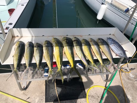 Mahi Mahi / Dorado, Skipjack Tuna fishing in Key West, Florida