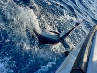 Fishing in Riviera Beach, Florida