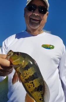 Peacock Bass Fishing in Fort Lauderdale, Florida