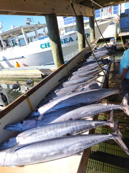 Wahoo Fishing in Galveston, Texas