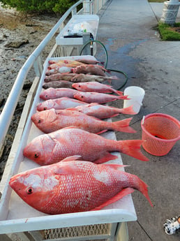 Goliath Grouper fishing in Clearwater, Florida