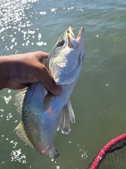 Fishing in Aransas Pass, Texas