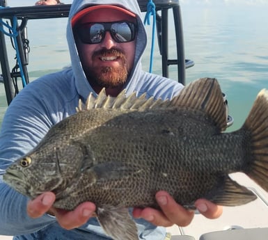 Tripletail Fishing in Islamorada, Florida