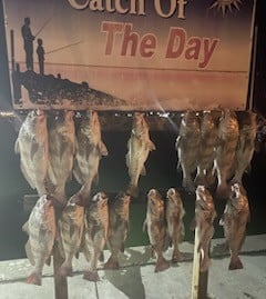 Black Drum Fishing in Port Aransas, Texas