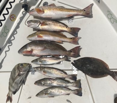 Flounder, Redfish, Sheepshead, Speckled Trout / Spotted Seatrout fishing in Texas City, Texas