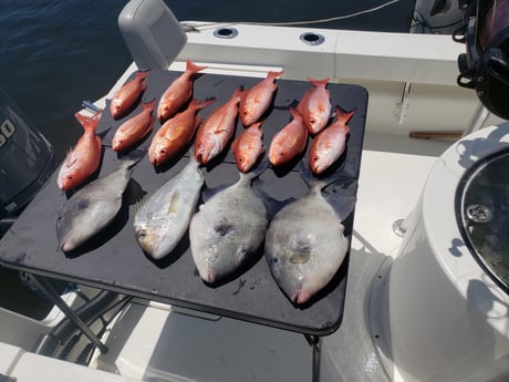 Red Snapper, Triggerfish fishing in Pensacola, Florida