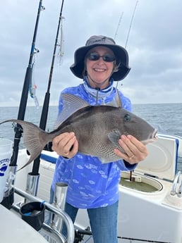 Triggerfish Fishing in Destin, Florida