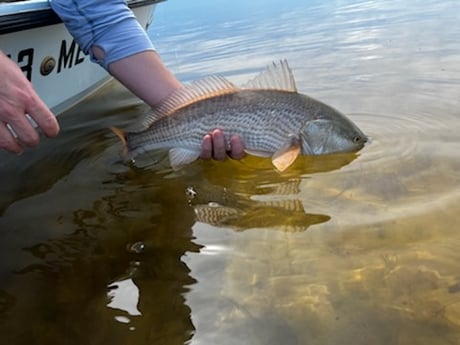 Redfish fishing in Tallahassee, Florida