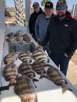 Sheepshead fishing in Galveston, Texas