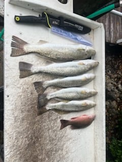 Fishing in Naples, Florida