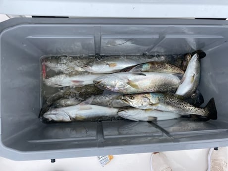 Speckled Trout Fishing in Corpus Christi, Texas