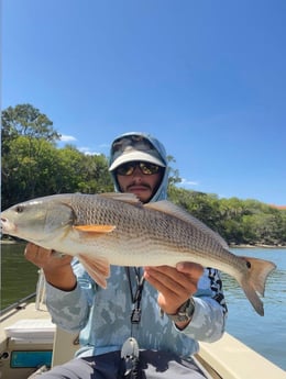 Speckled Trout / Spotted Seatrout fishing in Palm Coast, Florida