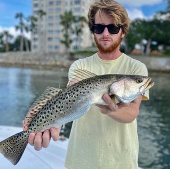 Speckled Trout / Spotted Seatrout Fishing in Sarasota, Florida