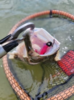 Flounder Fishing in Rio Hondo, Texas