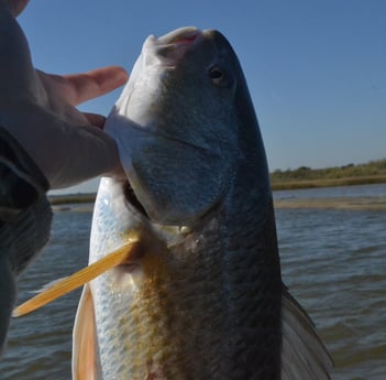 Redfish fishing in Galveston, Texas