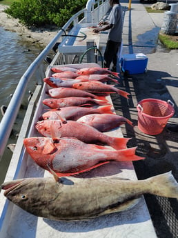 Gag Grouper, Red Snapper fishing in Clearwater, Florida