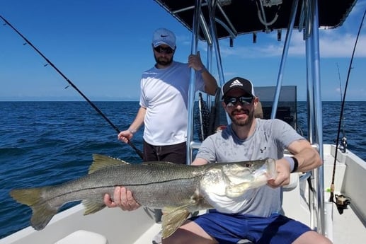 Snook fishing in St. Petersburg, Florida