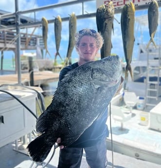 Tripletail Fishing in Islamorada, Florida