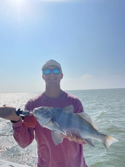 Black Drum Fishing in Corpus Christi, Texas